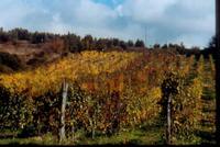 cetamura del chianti cetamura del chianti